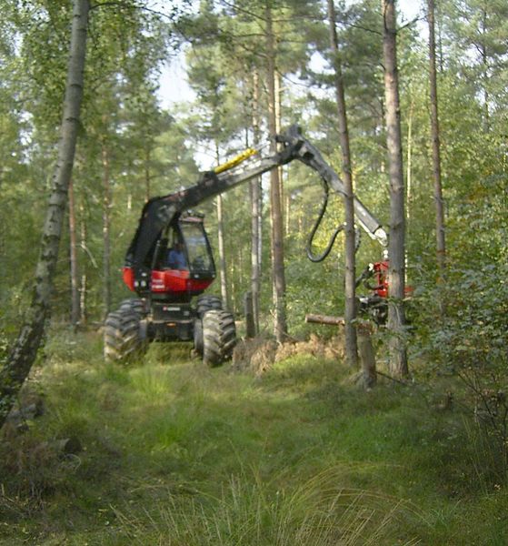 Aufarbeitung von Abschnitten und Industrieholz in einem 60-jährigen Kiefernbestand mit Harvester.