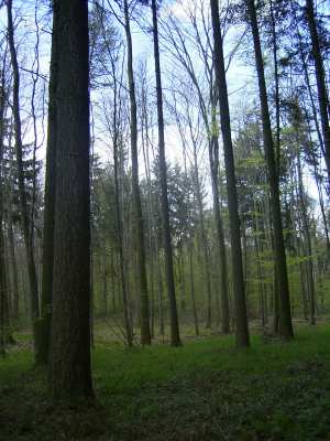 Saatgut aus anerkannten Waldbeständen