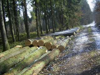 Eiche-Stammholz an der Waldstrasse
